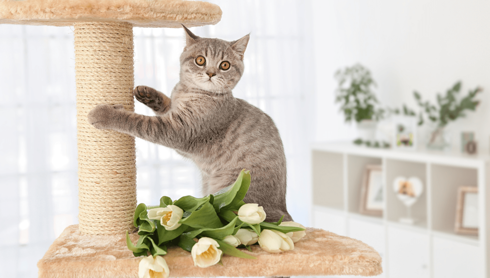 Comment choisir un arbre à chat ?