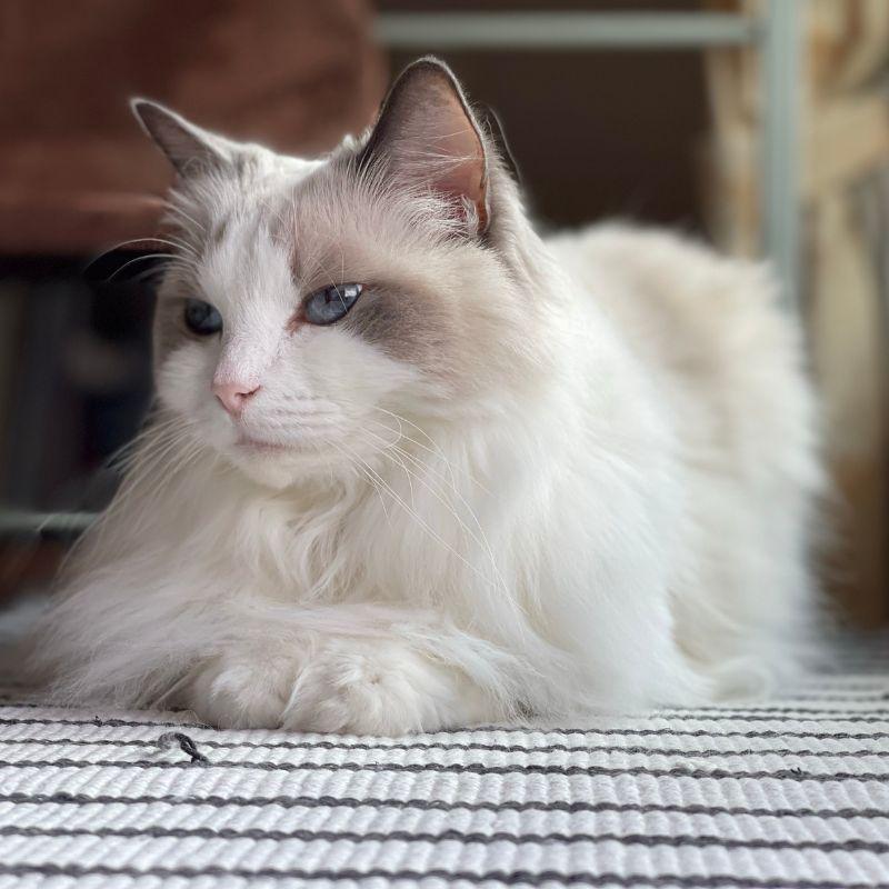 Les meilleures races de chats pour la vie en appartement