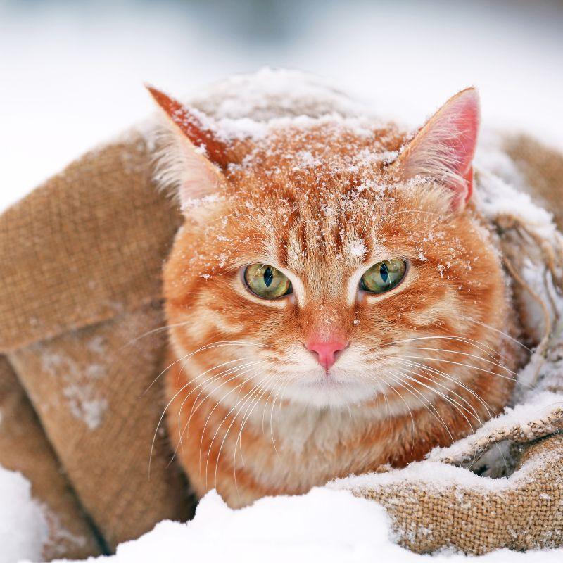 Les chats et le froid : comment les protéger durant l’hiver ?