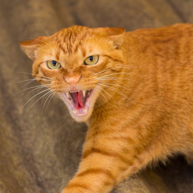 Signes de stress chez le chat : comment les gérer