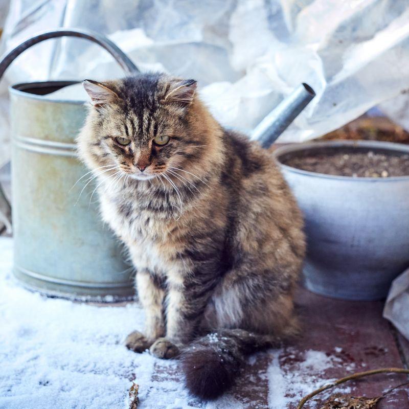 Gestion du stress hivernal chez les chats